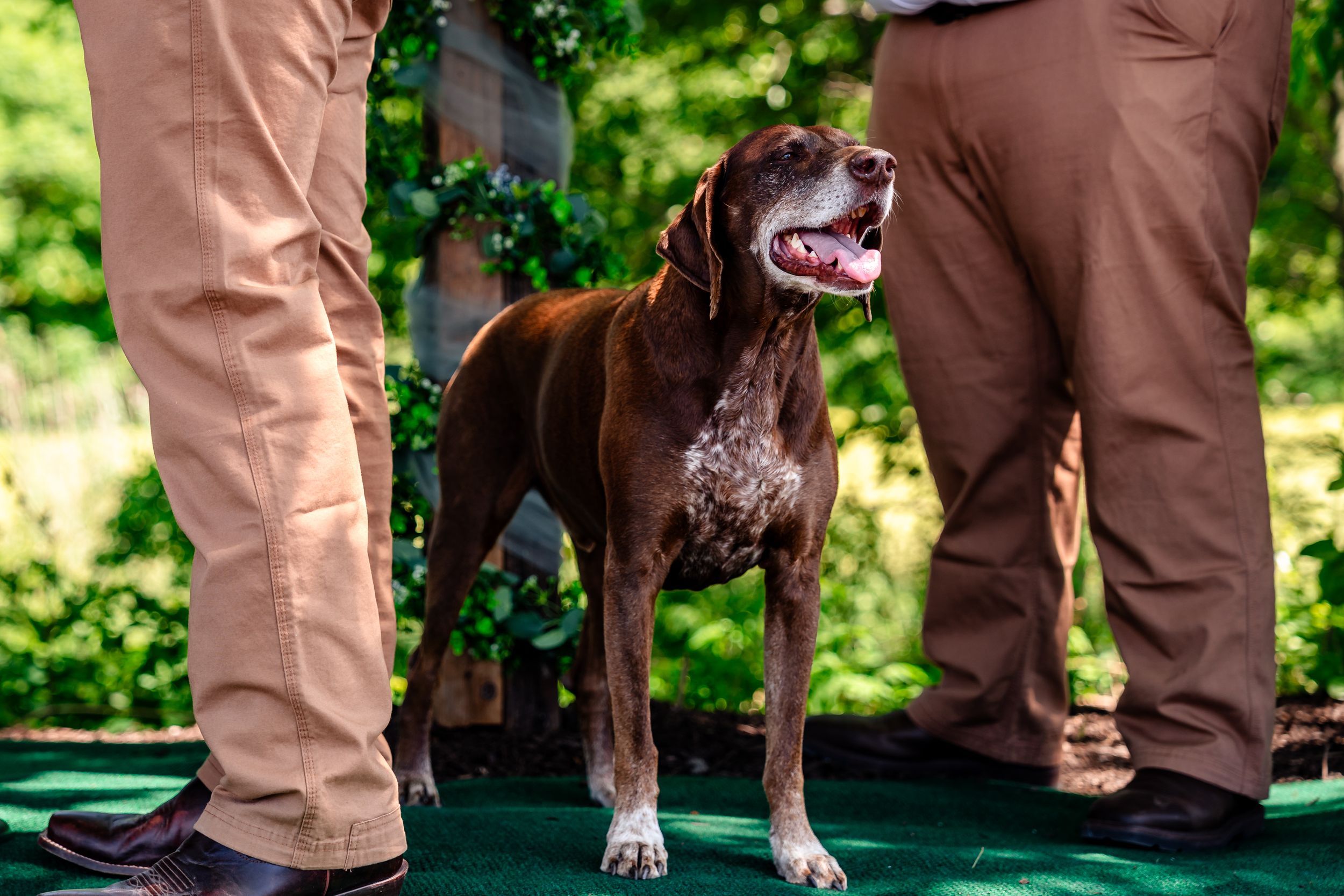 Happy chocolate Lab dog standing between groomsmen in khaki pants at outdoor wedding ceremony.