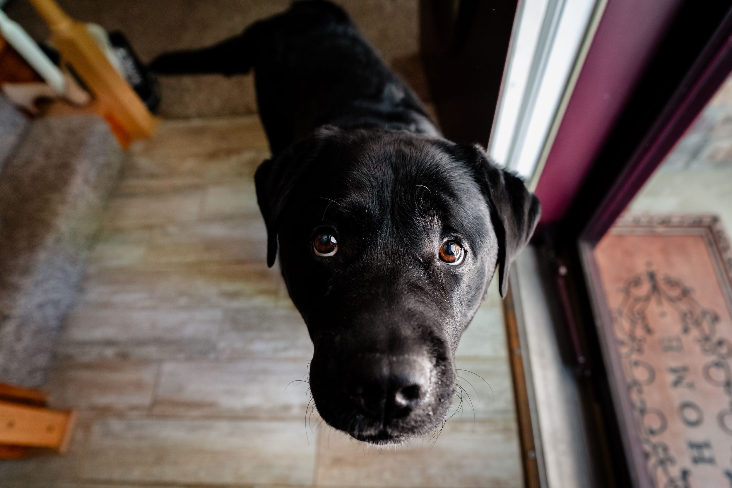 A black Labrador Retriever looks up with soulful brown eyes near a glass door inside a home.