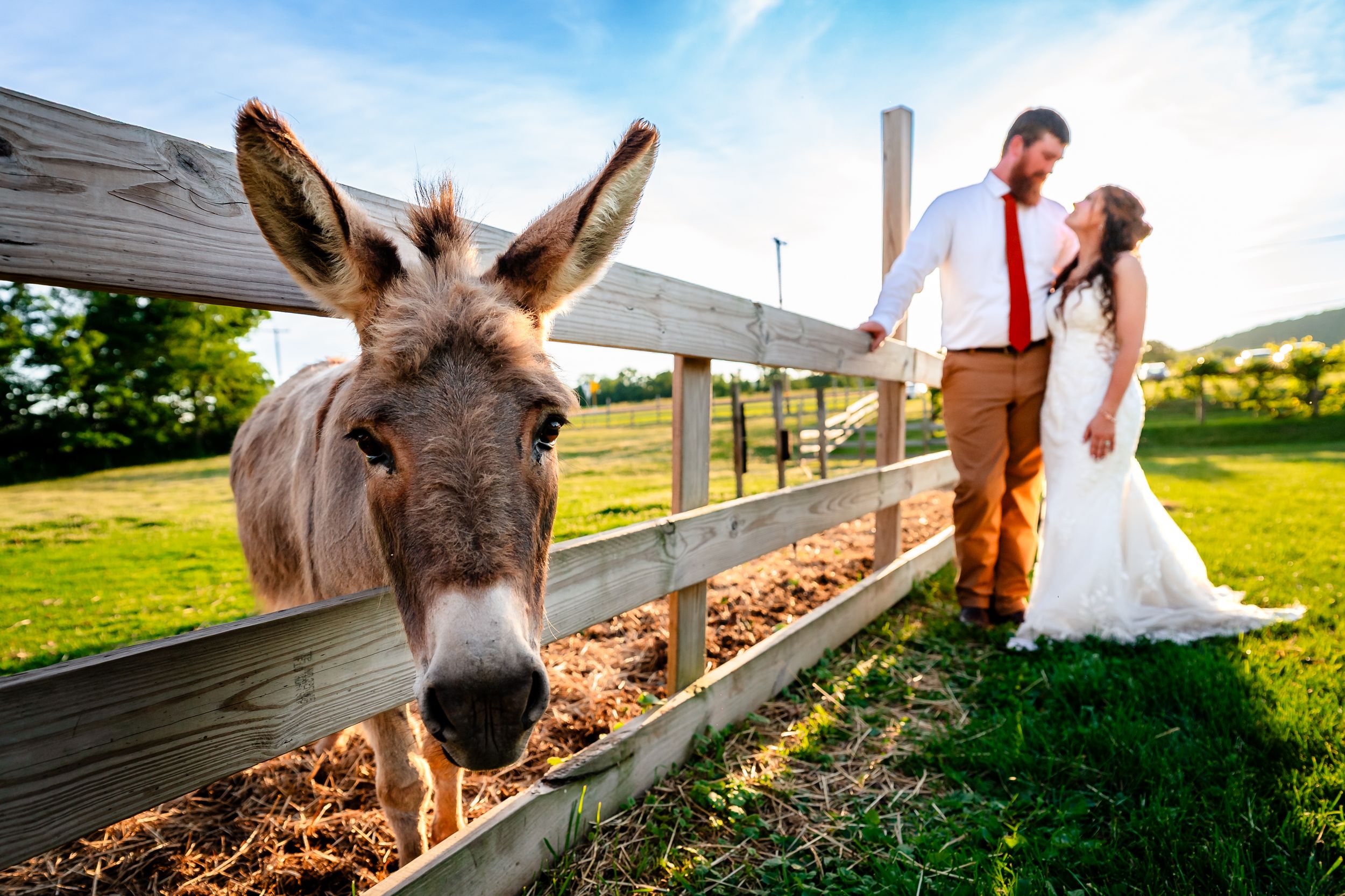 Curious donkey steals the spotlight as bride and groom pose by a wooden fence at farm wedding.