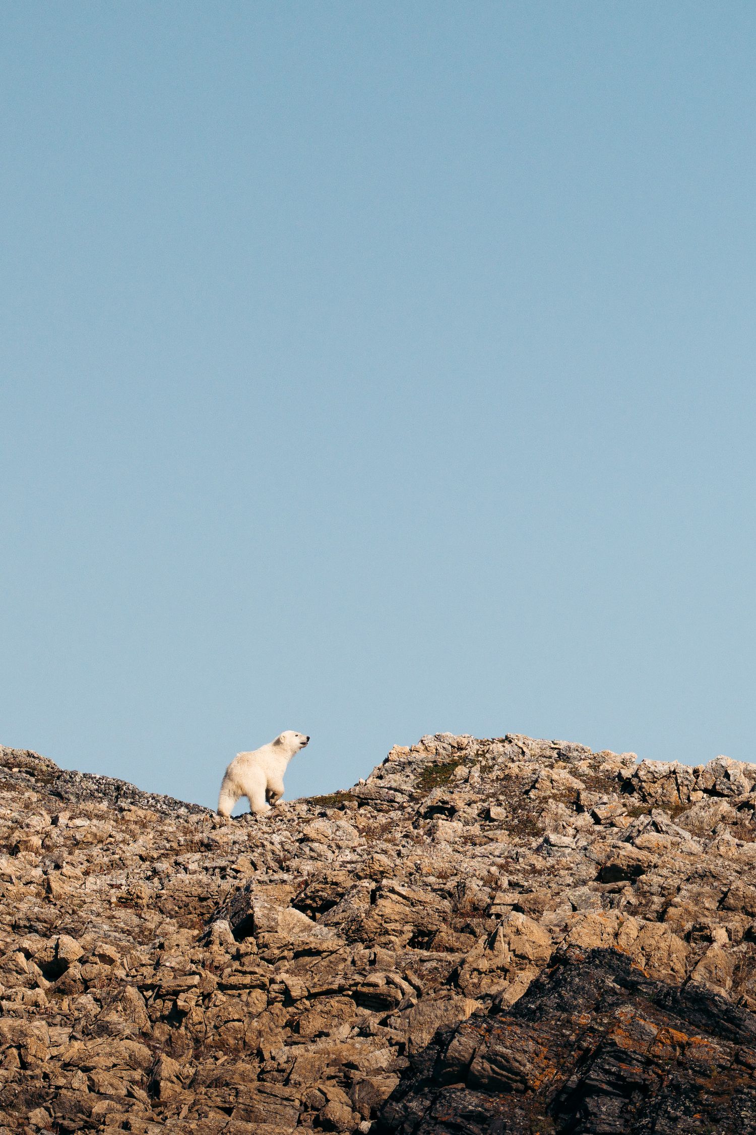 Ourson polaire au Svalbard marchant seul sur une arête rocheuse sous un grand ciel bleu