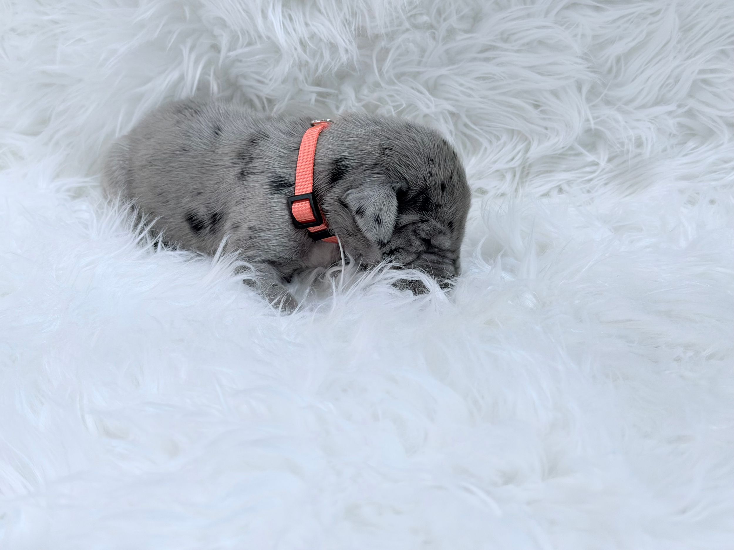 A tiny gray puppy with a pink collar sleeping peacefully on a fluffy white fur blanket.