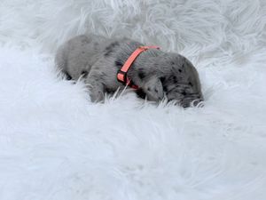 Newborn gray merle puppy resting on white fluffy blanket with a coral pink collar.