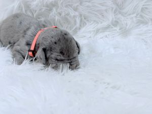 A tiny newborn gray puppy wearing a pink collar sleeps peacefully on a fluffy white fur blanket.