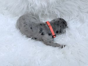 A tiny gray and black spotted puppy wearing a coral collar sleeping on a white fluffy blanket.