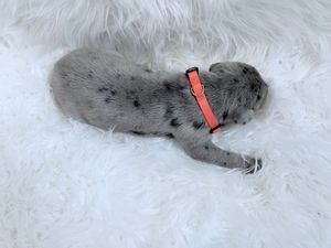 Tiny gray and black spotted puppy wearing an orange collar sleeping on a white fluffy blanket.