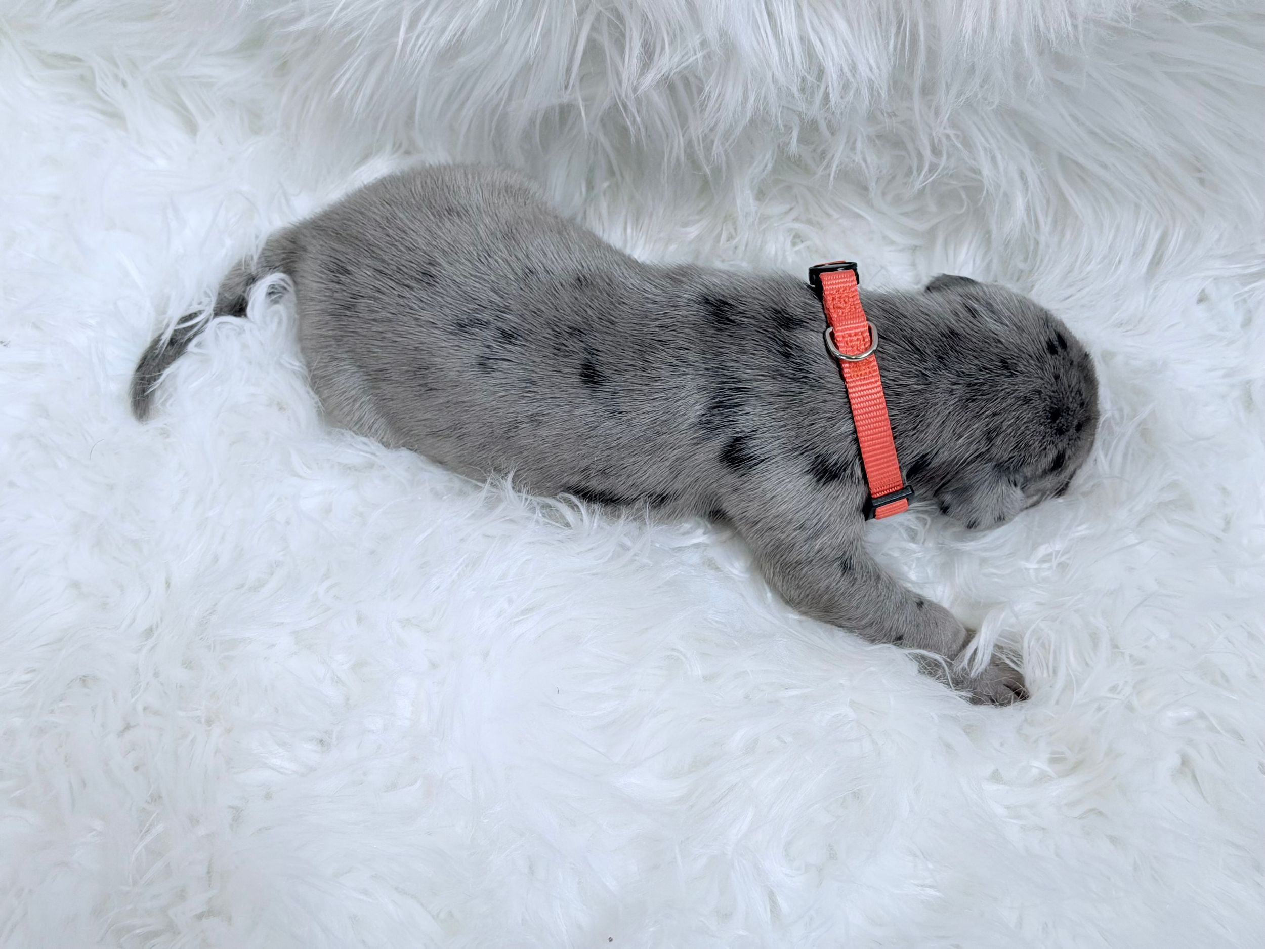 A tiny gray and black spotted puppy wearing an orange collar sleeping on a white fluffy rug.