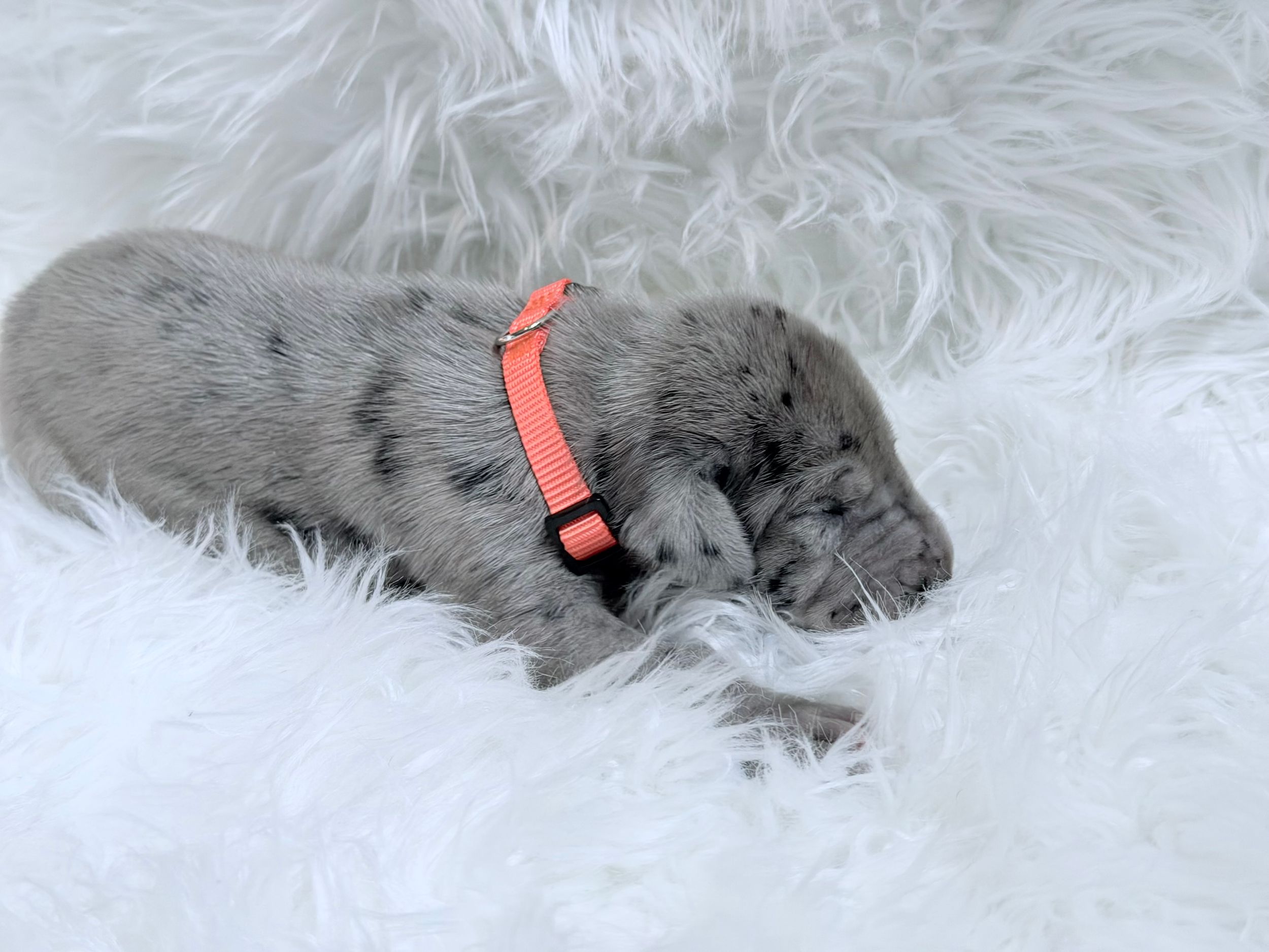 Tiny gray merle puppy sleeping on white fluffy rug wearing a coral pink collar.