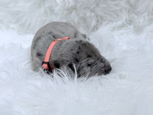Newborn gray puppy with pink collar sleeping on fluffy white fur blanket.