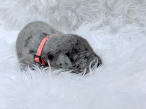 Tiny gray puppy with pink harness sleeping curled up on fluffy white fur rug.