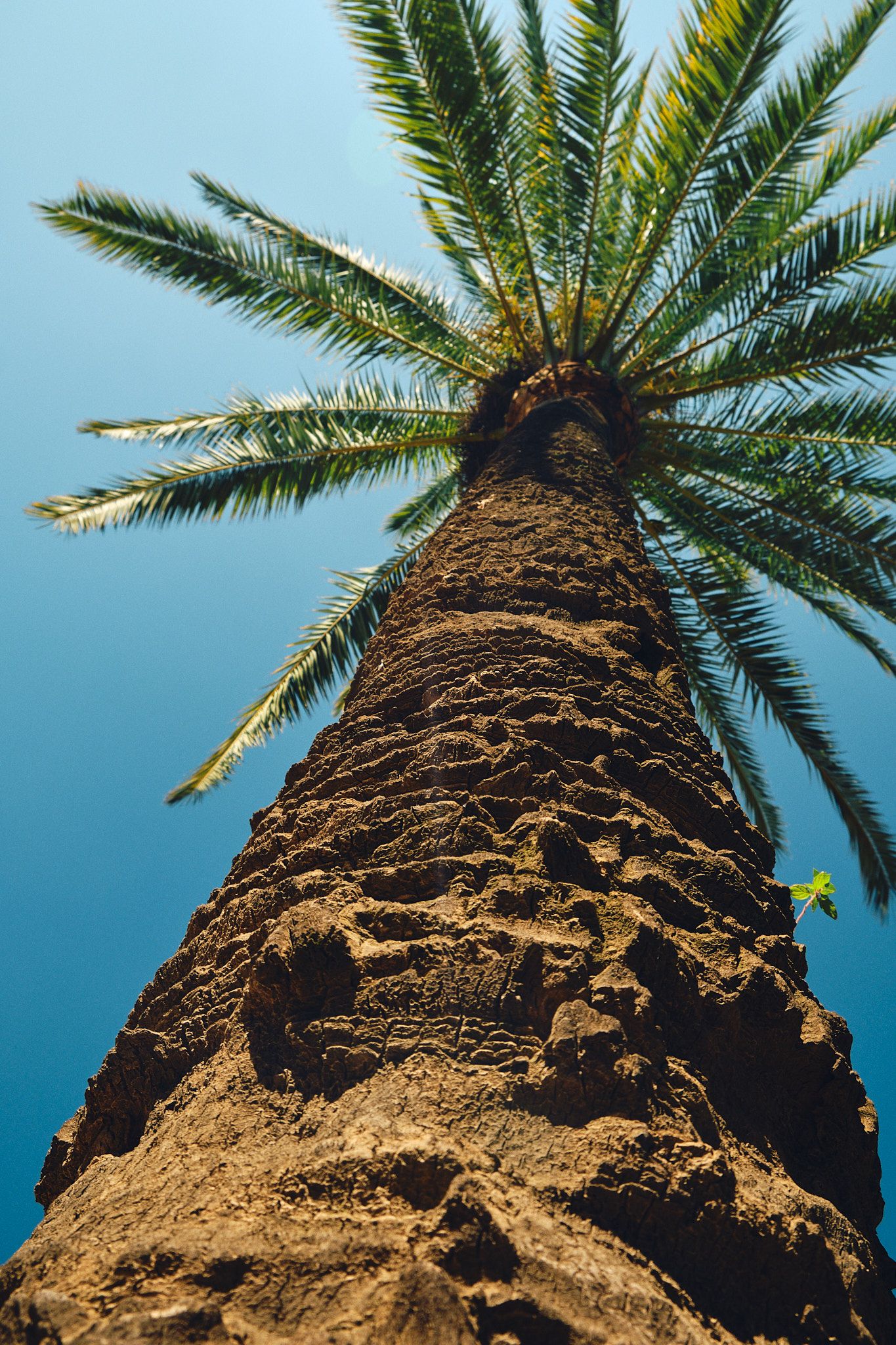 Low angle view looking up a tall palm tree trunk with lush green fronds against a clear blue sky.
