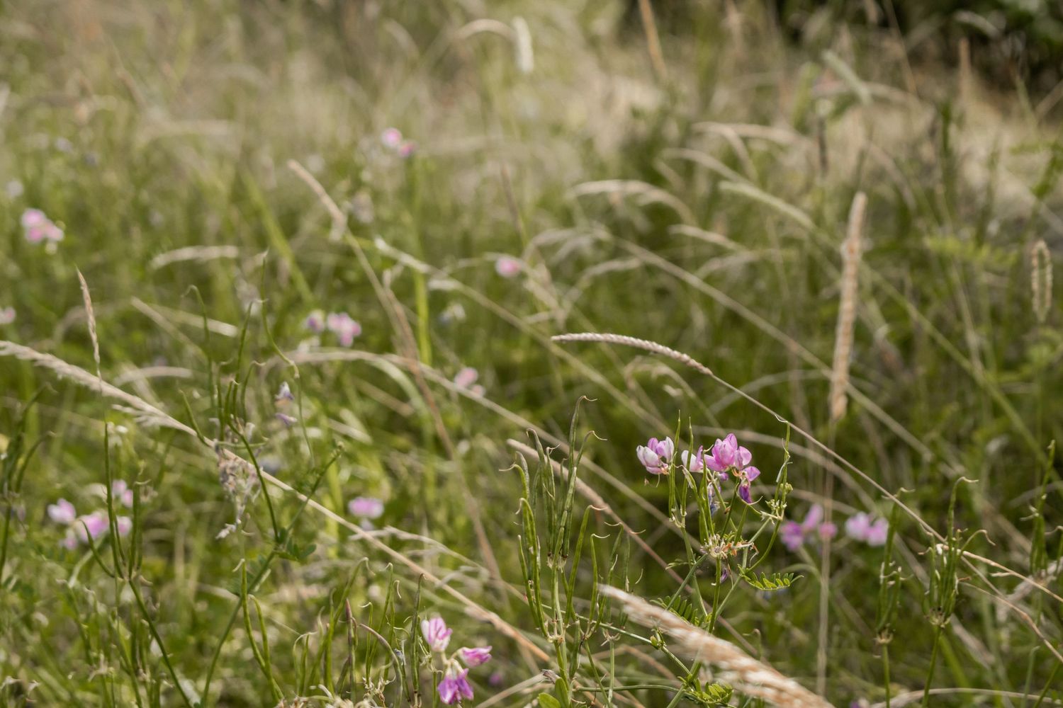 Wild meadow with pink clover flowers and tall green grass stems in a natural field setting.