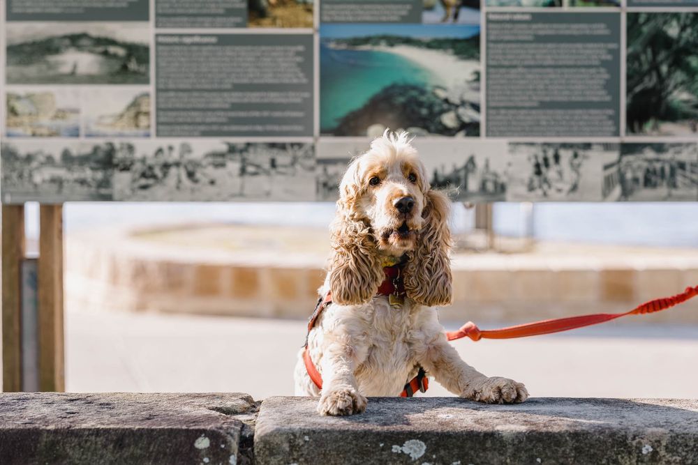 Fluffy cocker spaniel on a leash resting on a stone wall near informational signs outdoors.