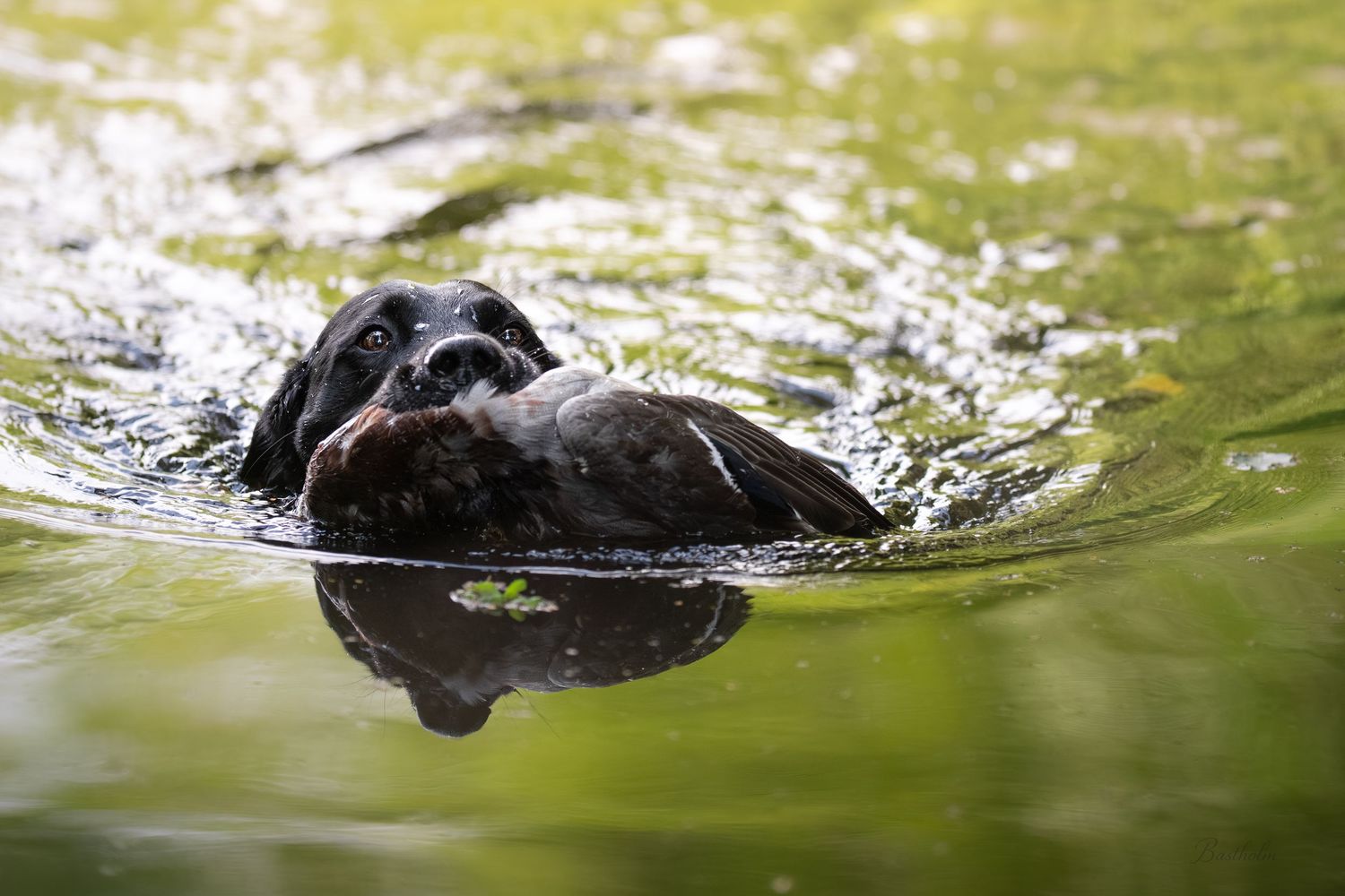 Black Labrador retriever swimming in green water, carrying a retrieved object in its mouth.