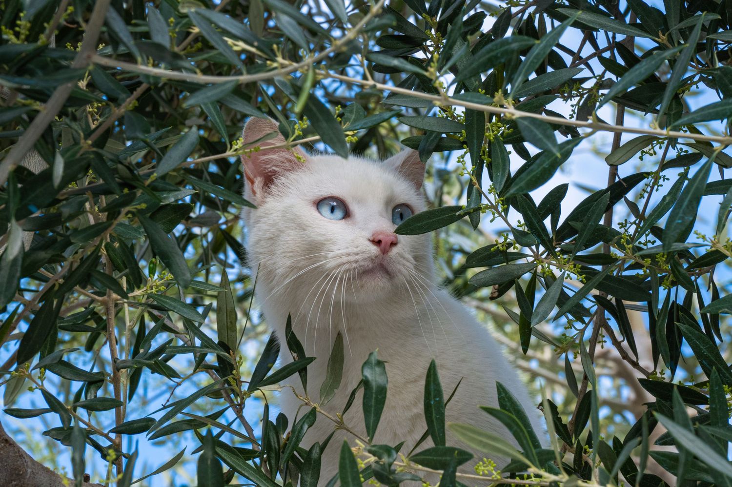 White cat with blue eyes perched among green olive tree branches against a blue sky.