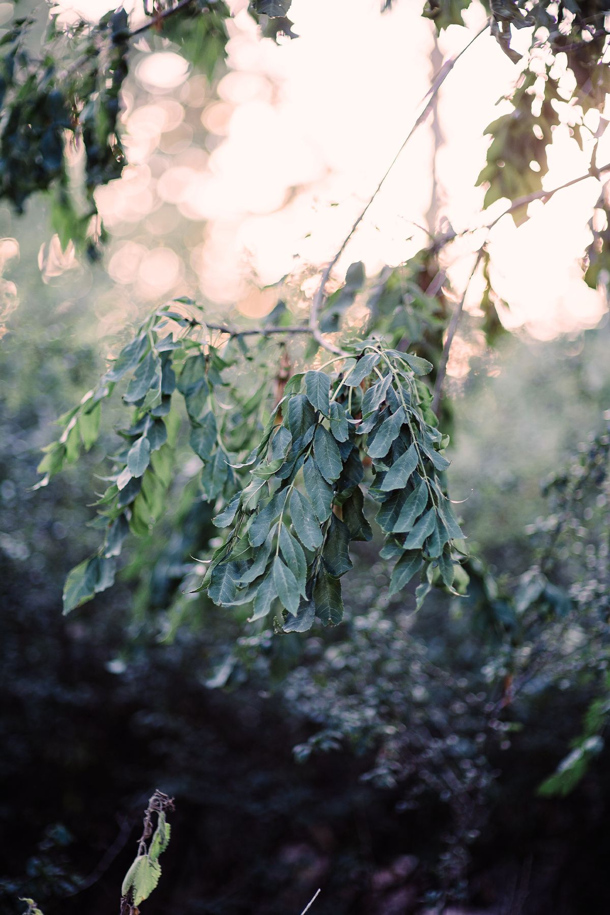 Close-up of green compound leaves drooping from an Ash branch with soft bokeh light in a forest setting.