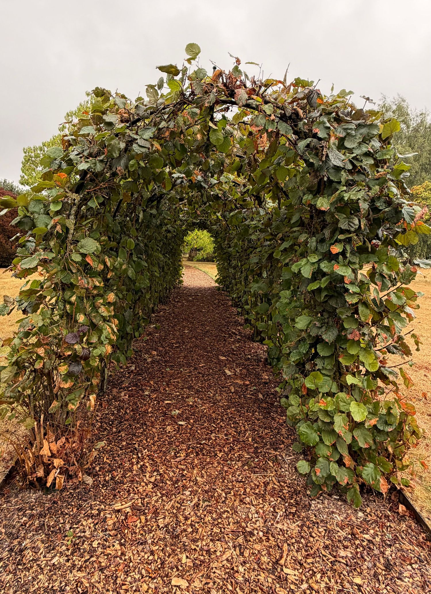 A lush green vine-covered garden arch frames a wood chip pathway leading through an overcast outdoor landscape.