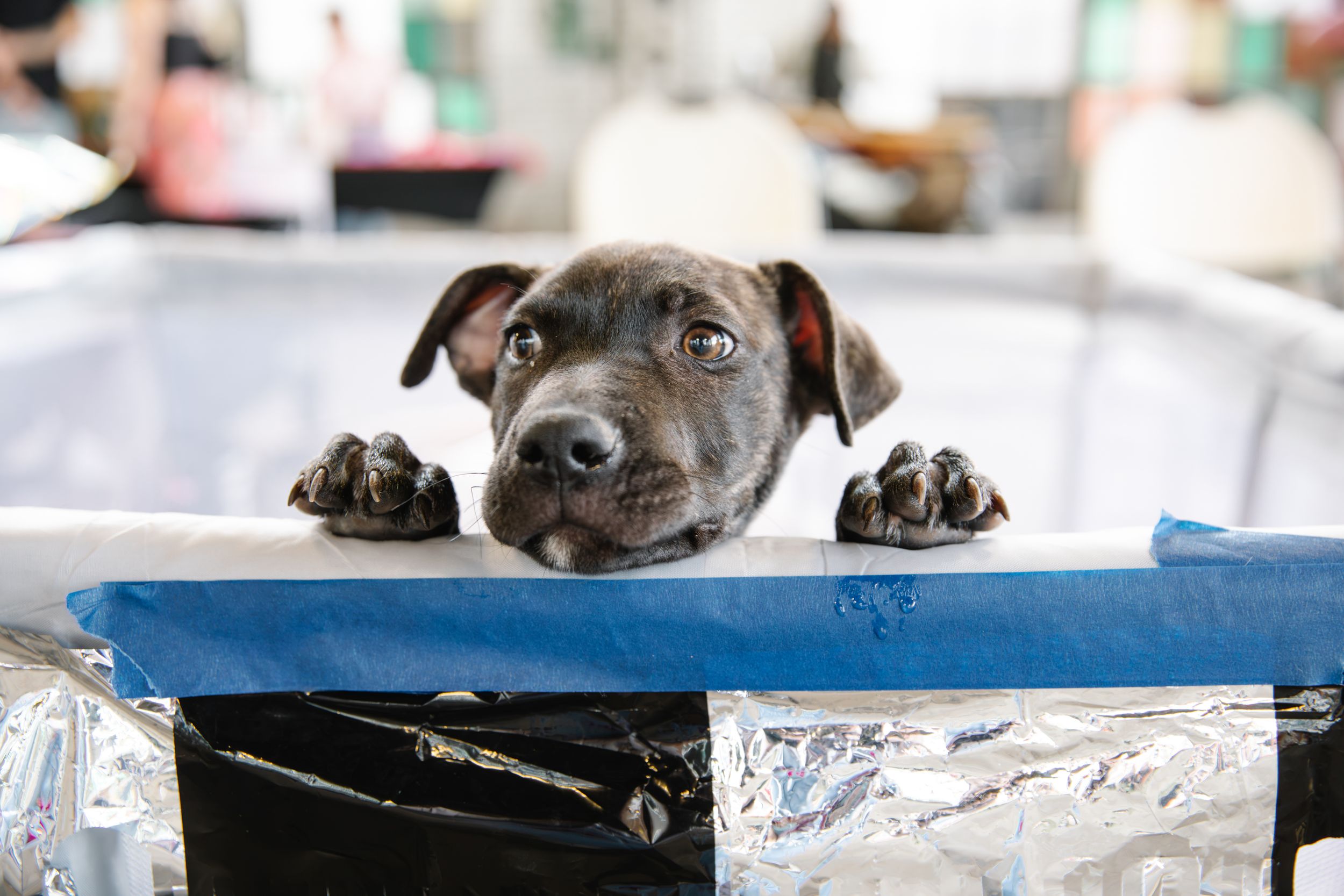 Curious dark brindle puppy resting paws on blue-taped surface, looking up with soulful eyes in bright indoor setting.