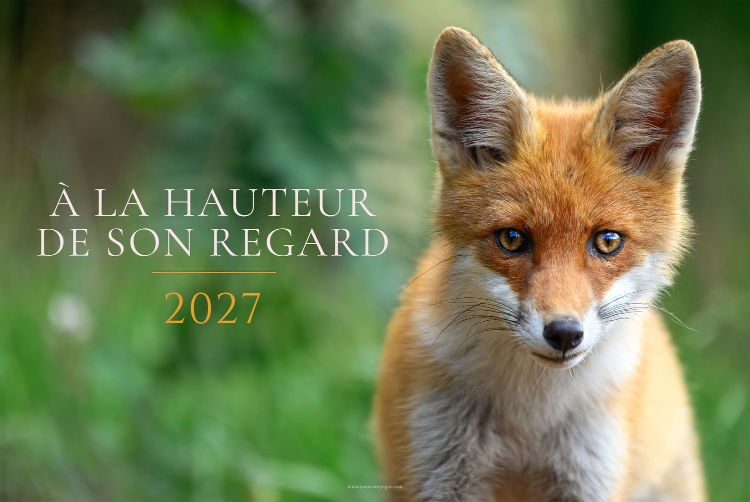 A close-up of a red fox cub with bright blue eyes, featured on a 2027 French wildlife calendar titled À La Hauteur De Son Regard.
