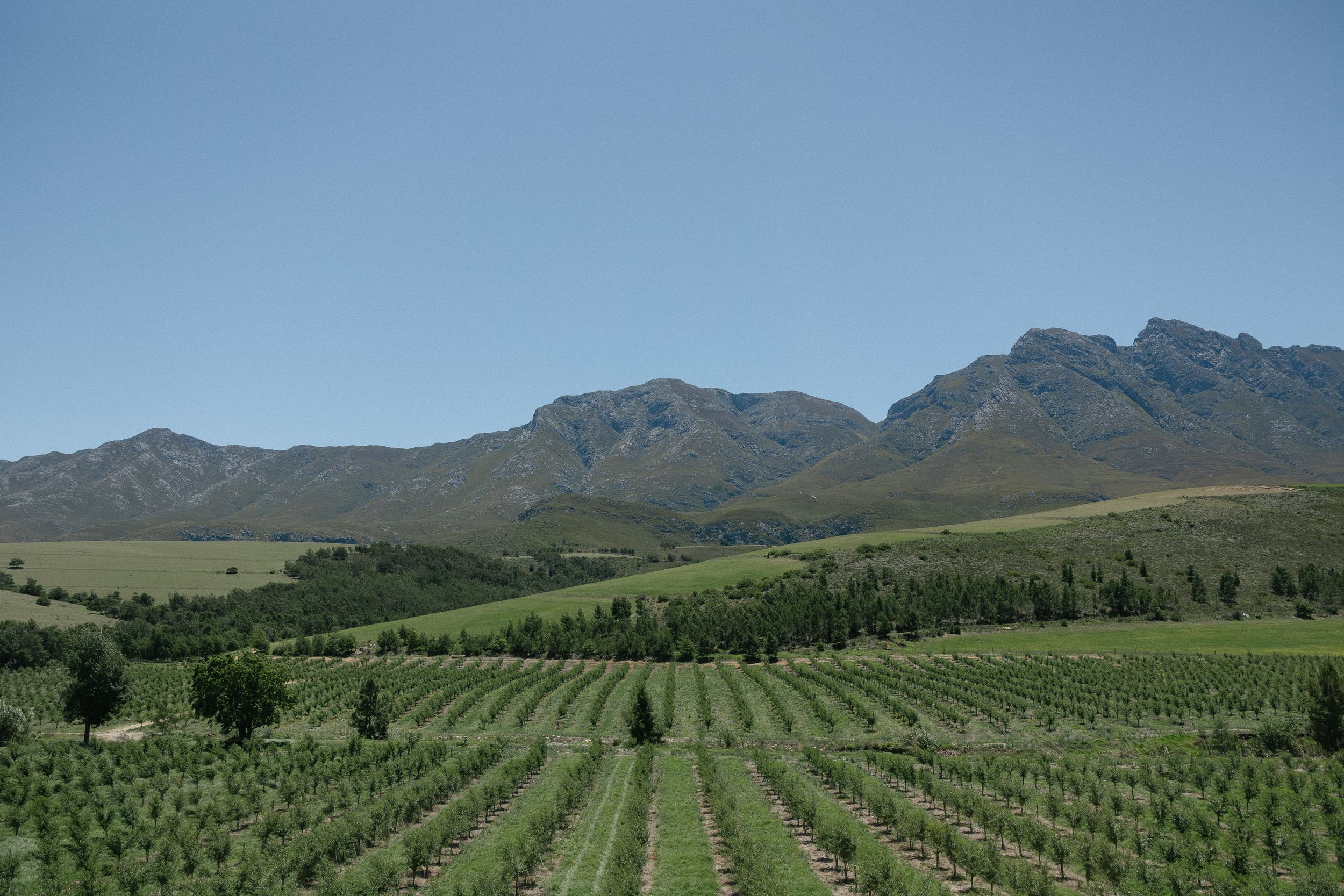 Browse Cape Town and Cape Winelands wedding venues for real weddings by Christene de Coning Photography at Joubertsdal Country Estate.