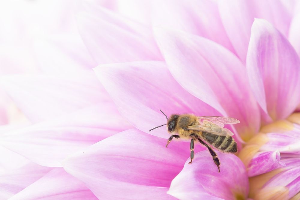 "Pollinator"