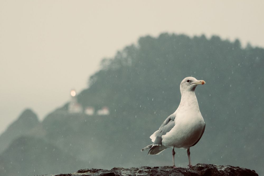 "Protector of Heceta"