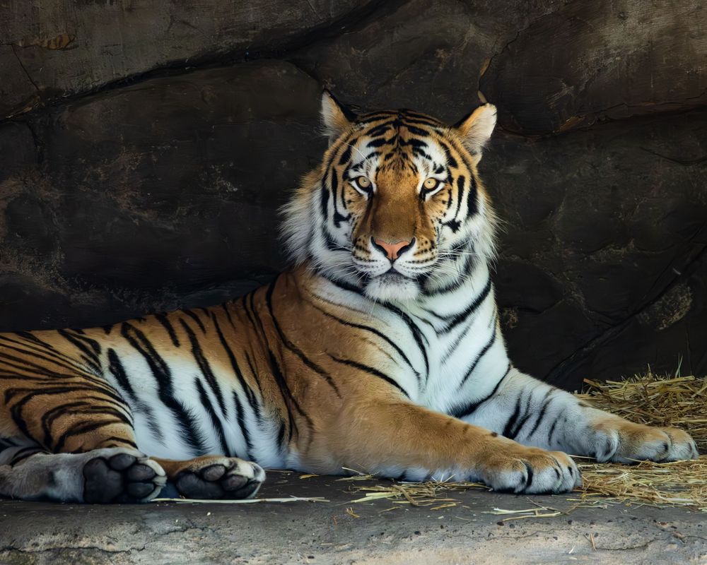 "Quiet Is The Roar"