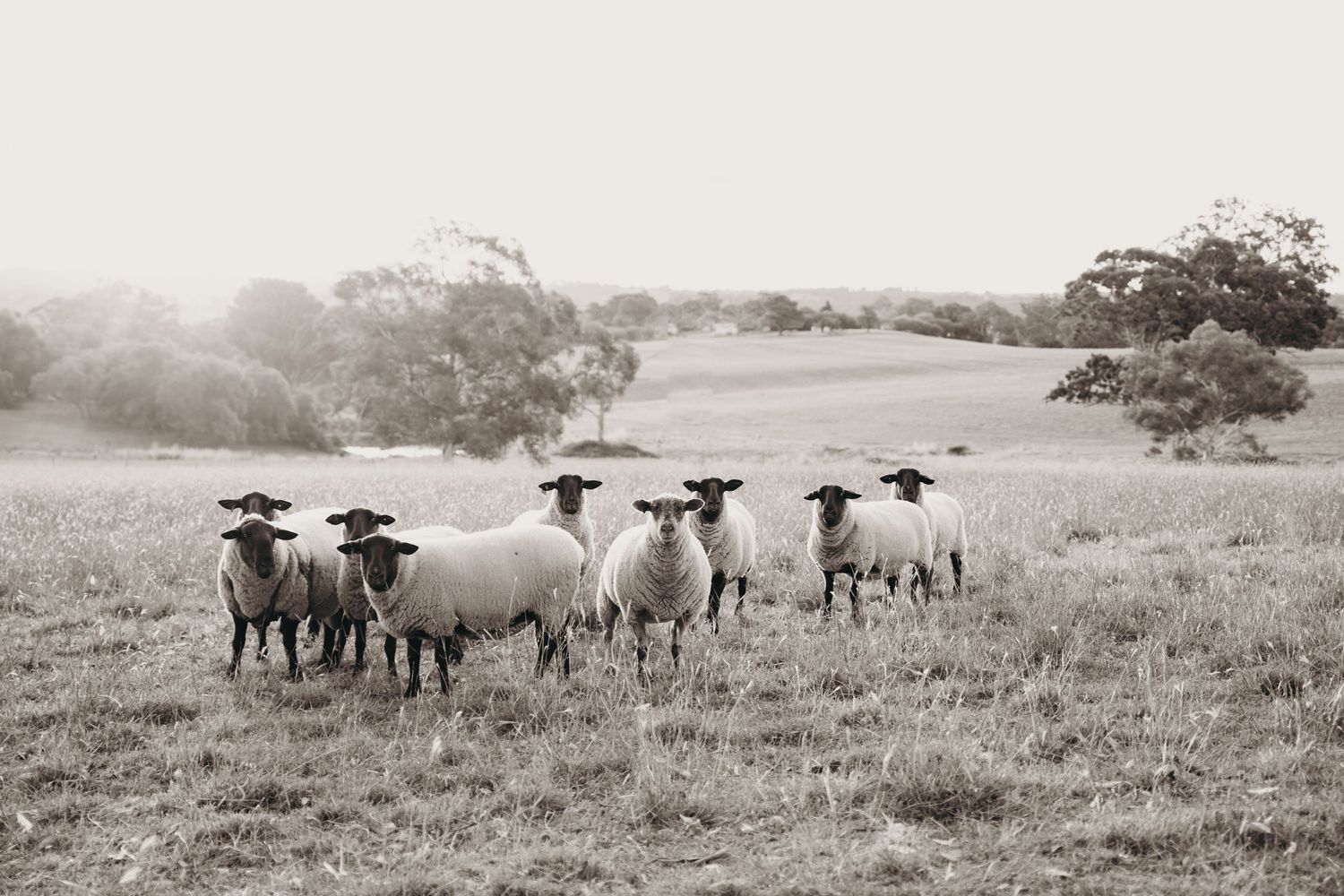 A herd of black-faced sheep standing in a misty pastoral field with trees in the background, in sepia tone. Kristielle Gibbons Photography.