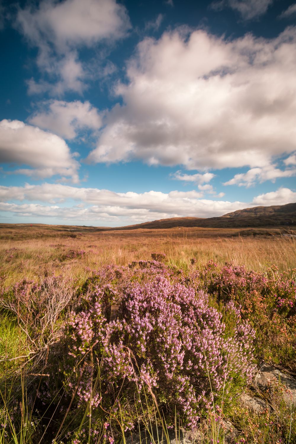 Paesaggio del Connemara coperto di erica viola