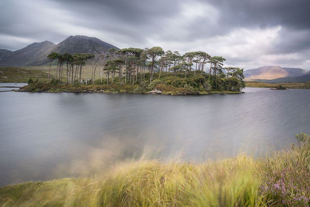 Pine Island nel Connemara