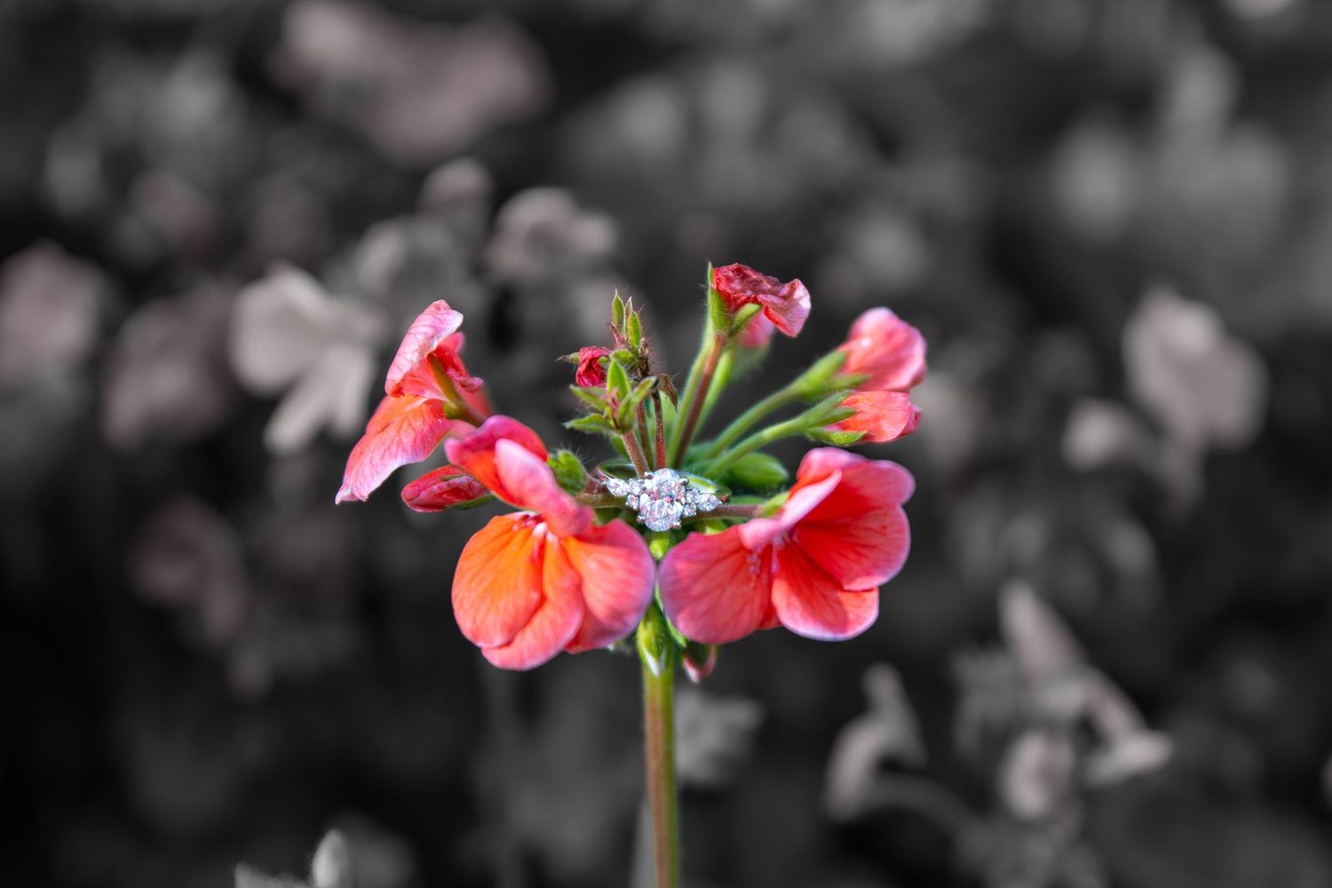 Vibrant pink geranium flowers in selective color photography against a monochrome blurred background.