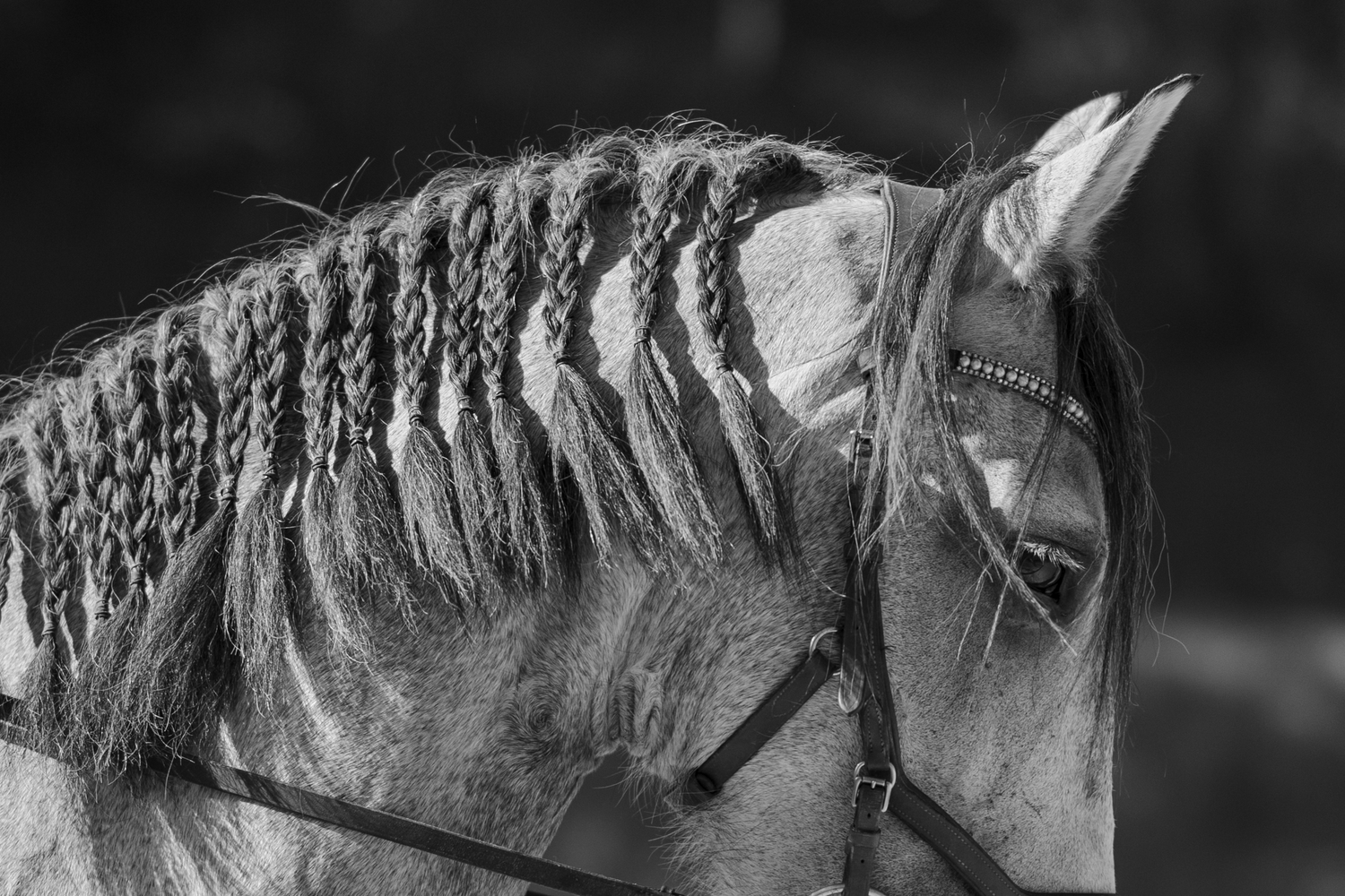 Photo détail cheval en concours