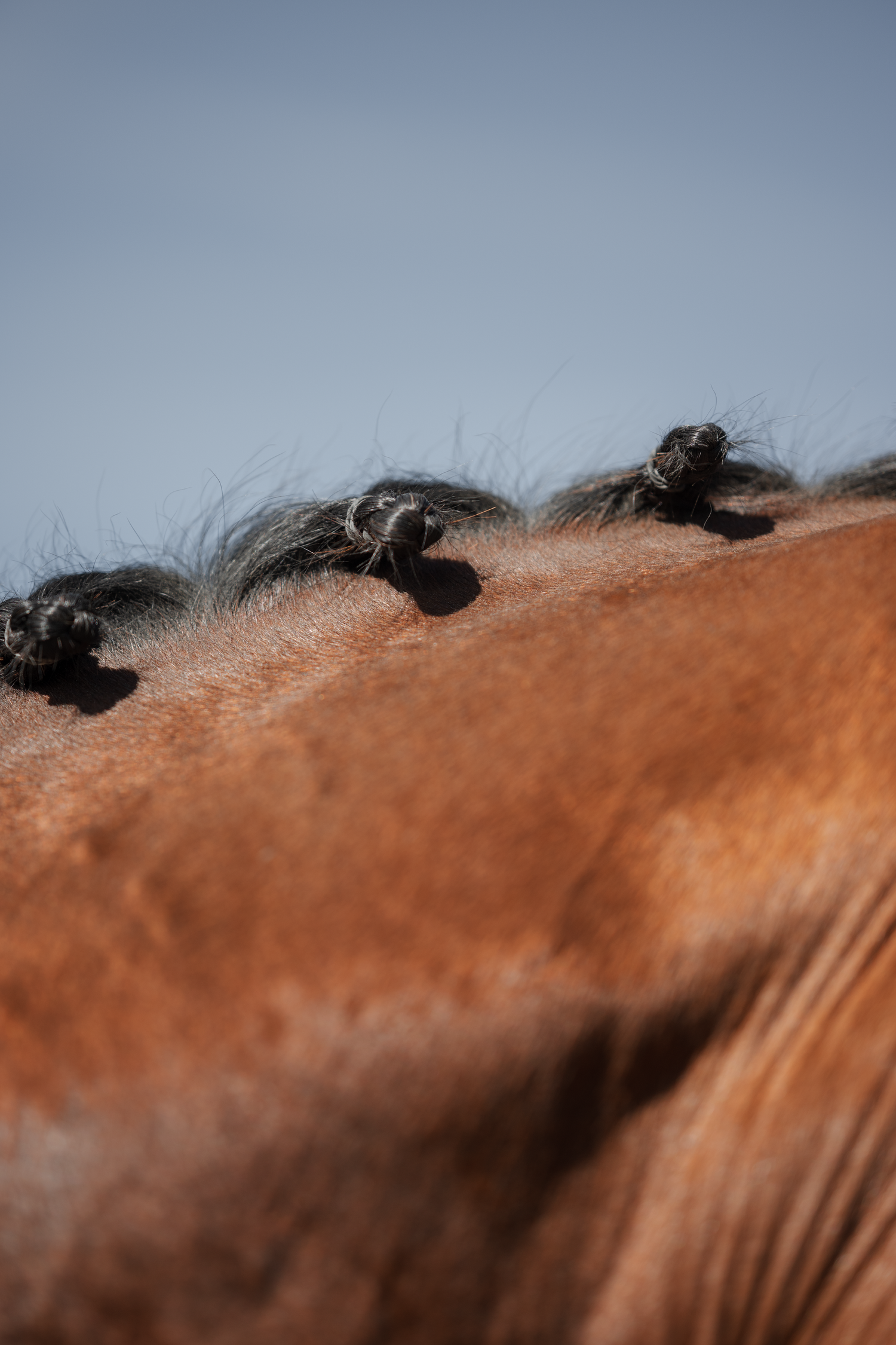 Photo détail cheval en concours