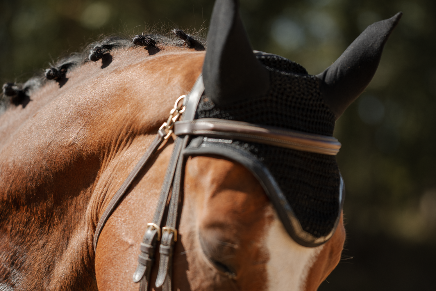 Photo détail cheval en concours