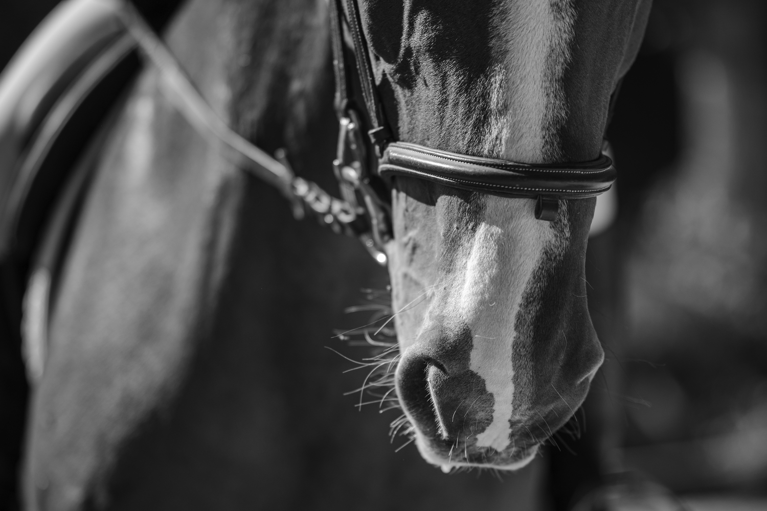Photo détail cheval en concours