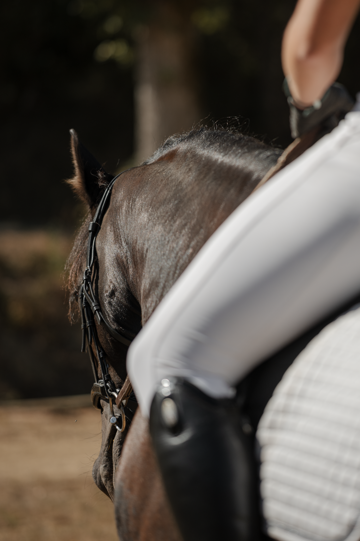 Photo détail cheval en concours