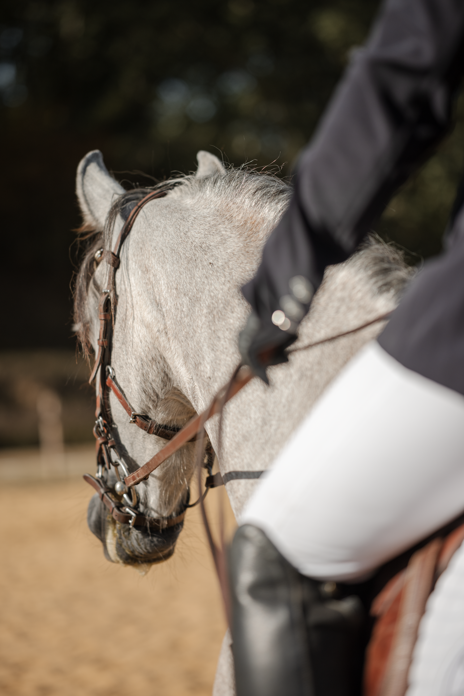 Photo détail cheval en concours