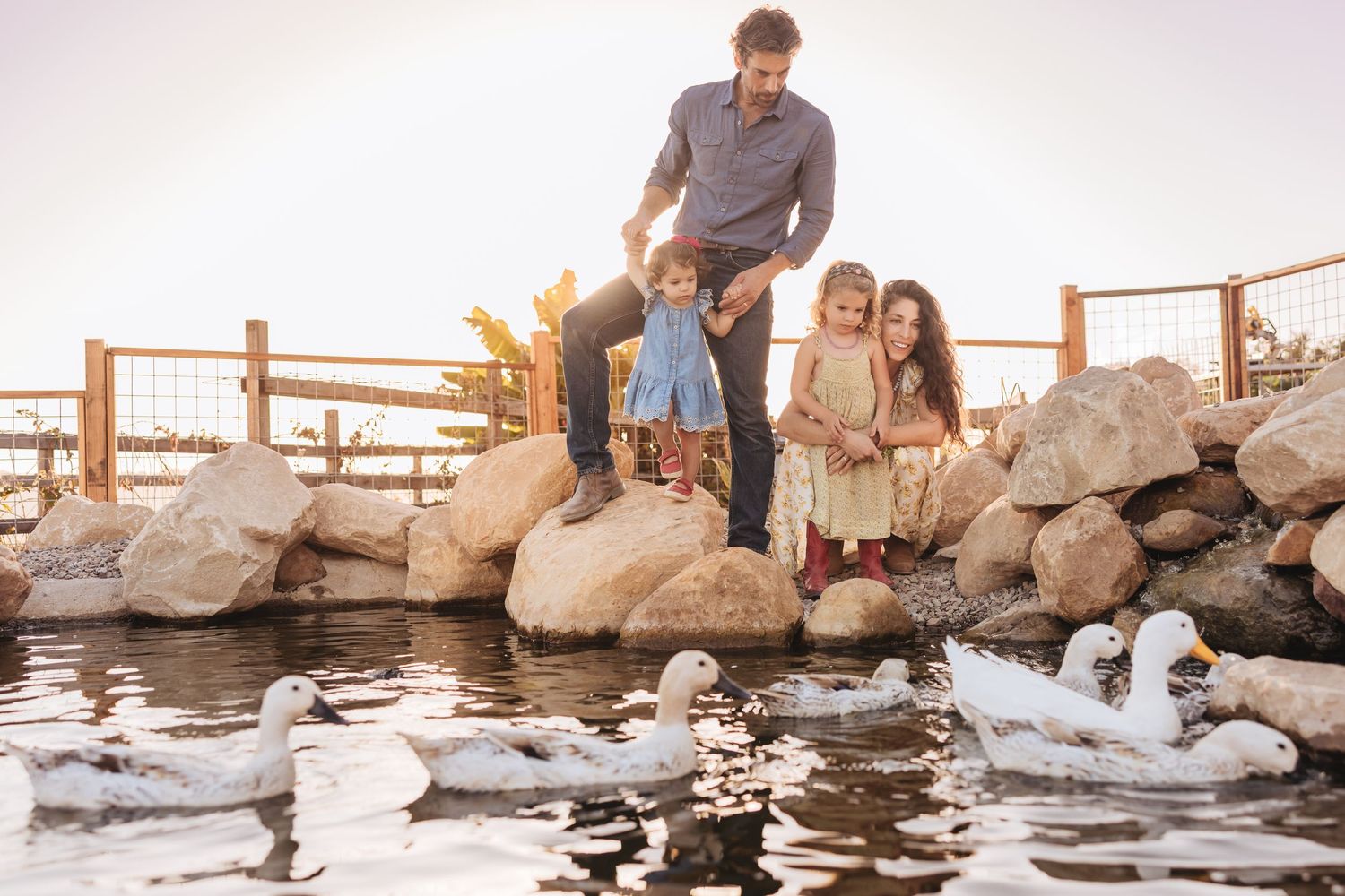 Family of four stands on large rocks beside a pond while white ducks swim in the water below during a warm golden sunset.