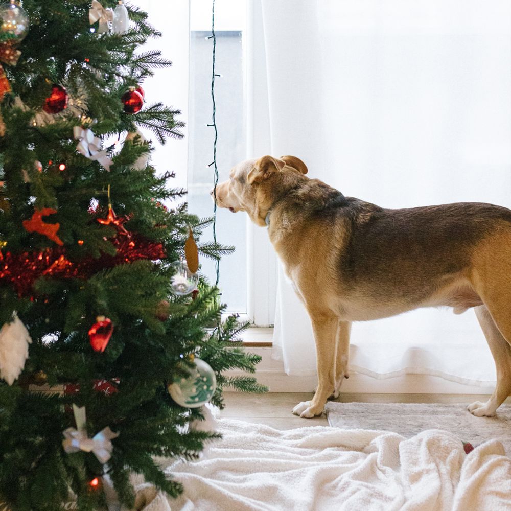 A brown and tan dog stands beside a decorated Christmas tree with red ornaments and ribbons, gazing out a sunlit window.