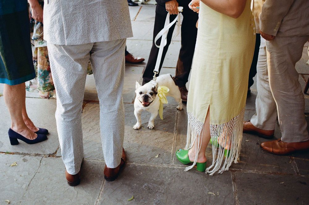 A French Bulldog on a leash stands among wedding guests in formal attire on a stone patio.