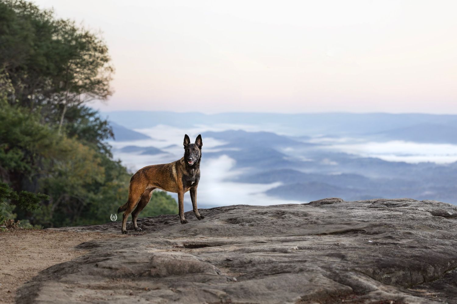 Belgian Malinois dog standing on rocky mountain summit with misty valley and soft sunrise sky in background.