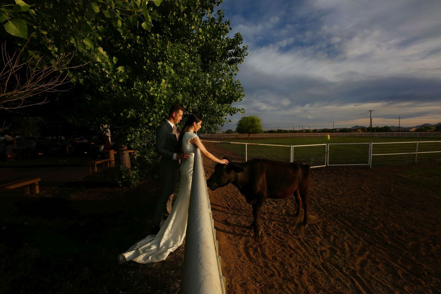 Bride and groom stand at a ranch fence at sunset, petting a calf beneath a dramatic cloudy sky.