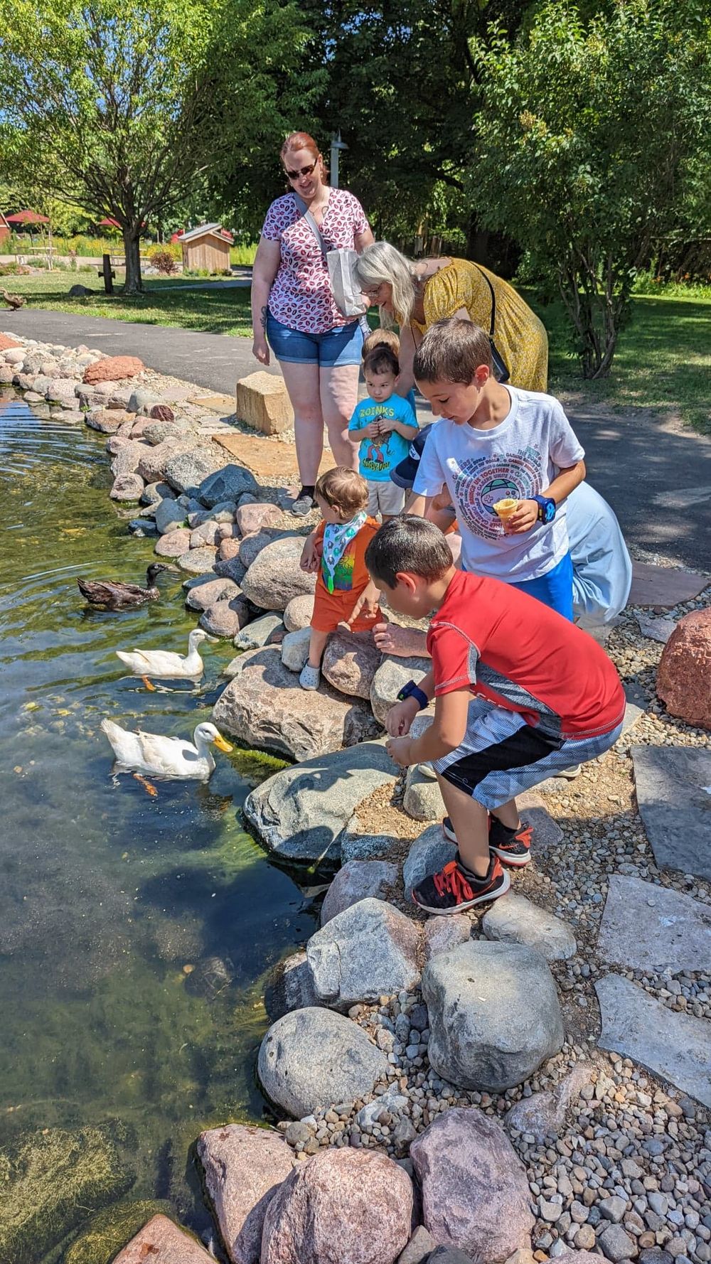Family feeding ducks by a rocky pond shore in a sunny park, with children crouching near white ducks at the water's edge.
