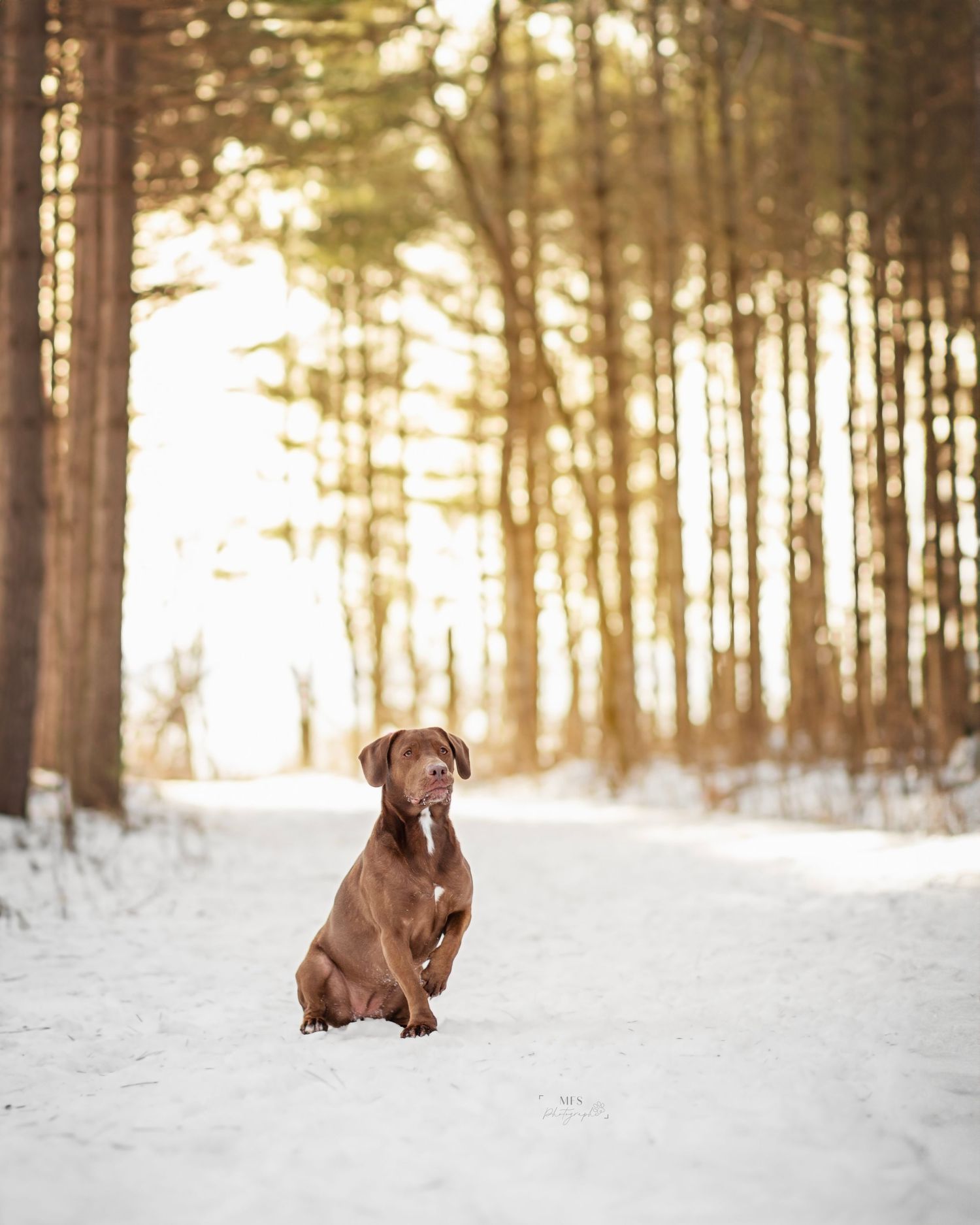 chocolate labrador dog in a winter woodland scenery