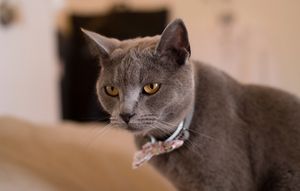 A British shorthair cat with grey fur and golden eyes stares intently at something off camera.