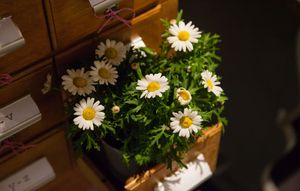 White daisy flowers bloom against a dark background with green foliage in a dimly lit setting.