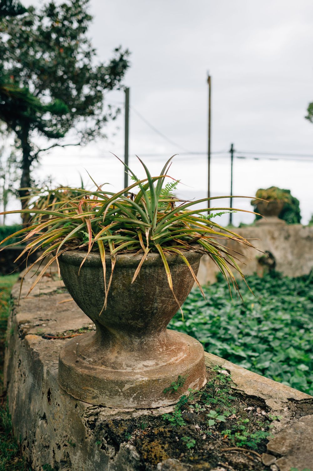 Weathered stone planters with succulent plants arranged on outdoor steps.