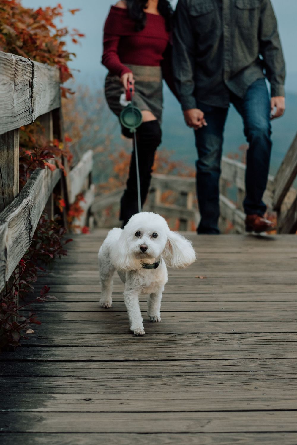 Romantic fall engagement photos of couple and puppy at Rough Ridge Overlook in Asheville, North Carolina.