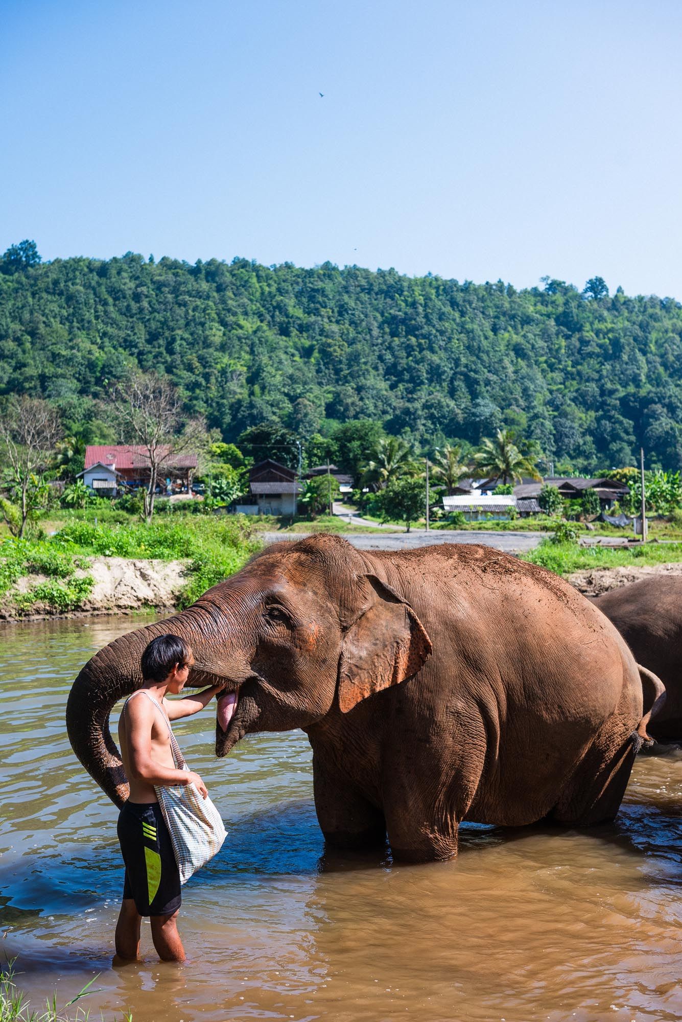 People bathing and washing elephants in a river near a lush forested hillside in Thailand.