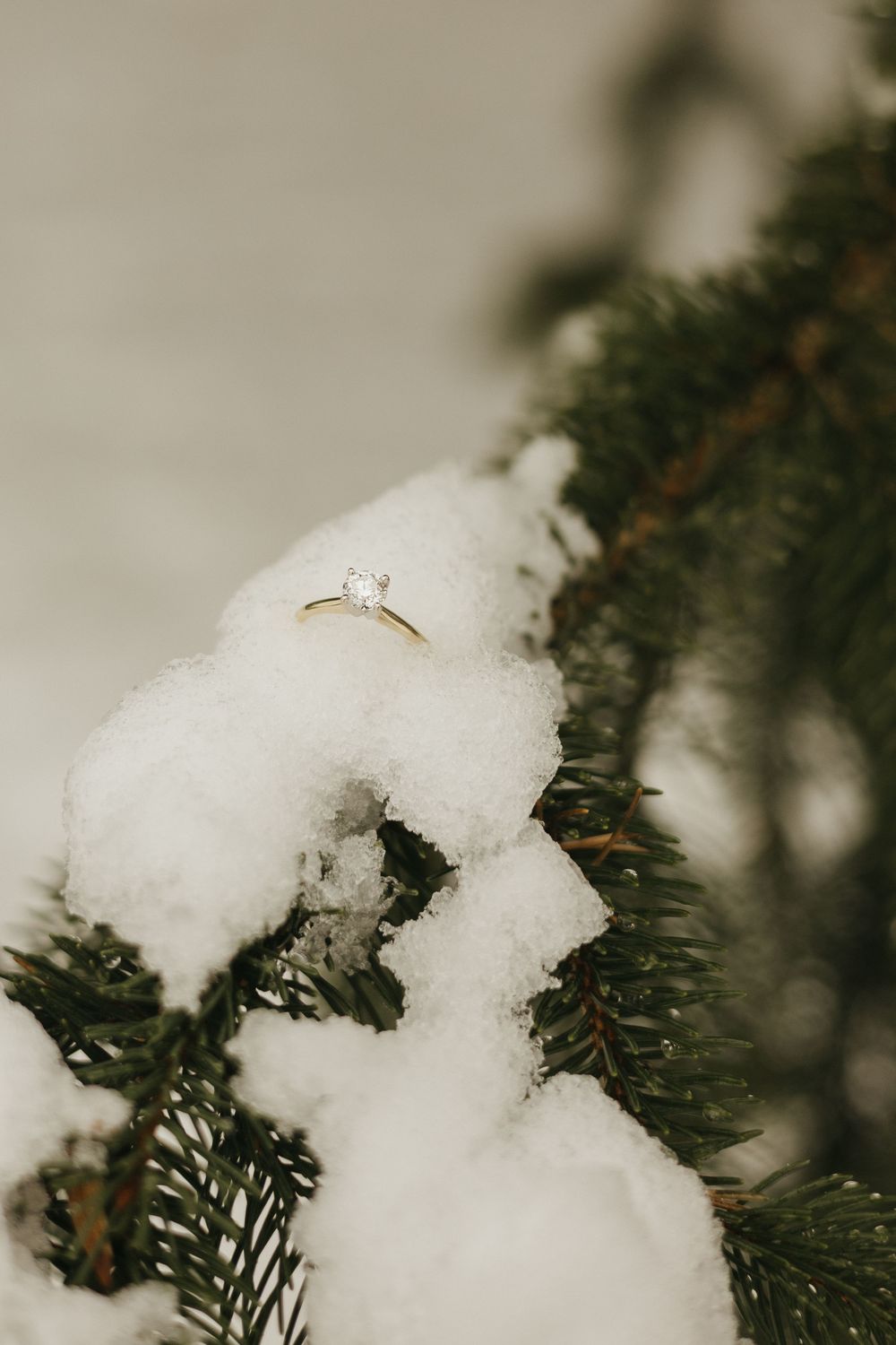 Fresh snow blankets evergreen pine branches in a serene winter forest scene.