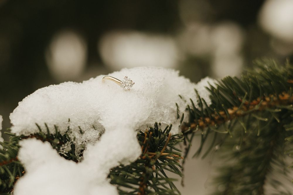 Fresh white snow rests delicately on evergreen pine branches in a winter forest scene.